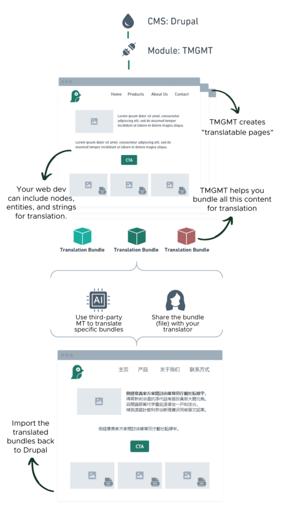 An image that explains the process of translating a website using Drupal's TMGMT module using a website page as a didactic example.